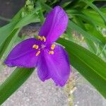 Tradescantia virginianaफूल