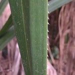 Pandanus urophyllus Yaprak