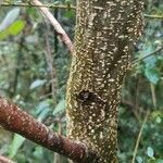 Prunus pensylvanica Bark