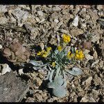 Physaria chambersii Hábito