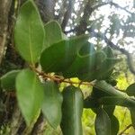 Myrceugenia exsucca Hoja