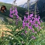 Epilobium angustifoliumFlower