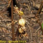 Epipogium aphyllum Fruit