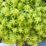 Sedum japonicum Lapas