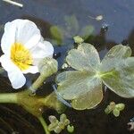 Ranunculus peltatus Habitat