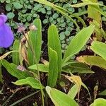 Utricularia longifolia Hoja