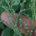 Chenopodium album Fruit