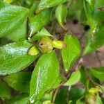 Stewartia monadelpha Gyümölcs