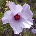 Alyogyne hakeifolia Λουλούδι
