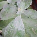 Kalanchoe pumila Hoja