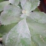 Kalanchoe pumila Leaf