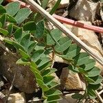 Astragalus monspessulanus पत्ता