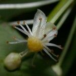 Garcinia intermedia Flower