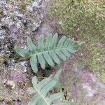 Polypodium vulgareList