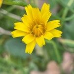 Scorzoneroides autumnalis Flower