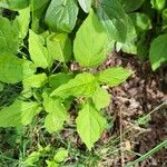 Circaea canadensis Blatt