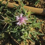 Centaurea senegalensis पत्ता