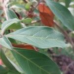 Cornus capitata Folha