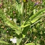 Cynoglossum montanum Deilen