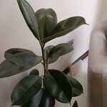 Ficus elastica Folha