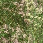 Calamagrostis canescens Flor