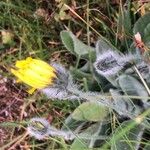 Hieracium villosum Flor