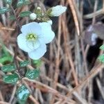 Cardamine plumieri Flor