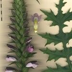 Acanthus hungaricus その他の提案