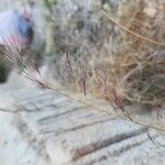 Aristida adscensionis Flower