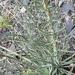 Asphodeline lutea Leaf