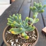 Sedum pachyphyllum 葉