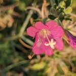 Epilobium hirsutumफूल