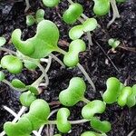 Brassica rapa Blad