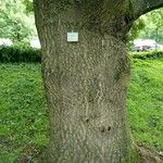 Quercus libani Bark