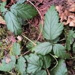 Rubus ursinus 葉