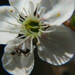 Prunus spinosa Flower