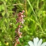 Rumex acetosa Fruit