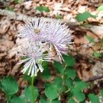 Thalictrum aquilegiifoliumBlomst