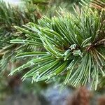 Pinus aristata पत्ता