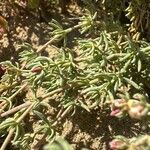 Frankenia corymbosa Hoja