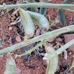 Astragalus missouriensis Плод