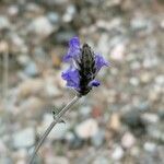 Lavandula multifida 花