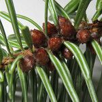 Abies cephalonica Fuelha