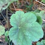 Heuchera americana 葉