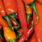 Capsicum annuum 果実