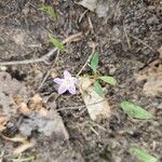 Claytonia caroliniana Floro