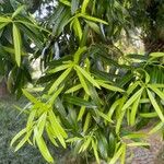 Podocarpus elatus Lehti