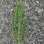 Equisetum arvenseHostoa