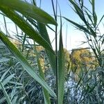 Phragmites australisBlatt