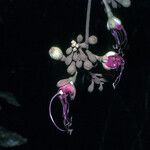 Eperua falcata 花